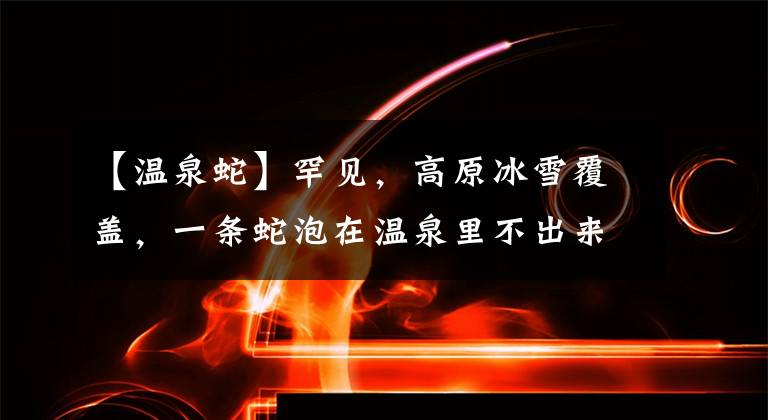 【温泉蛇】罕见，高原冰雪覆盖，一条蛇泡在温泉里不出来
