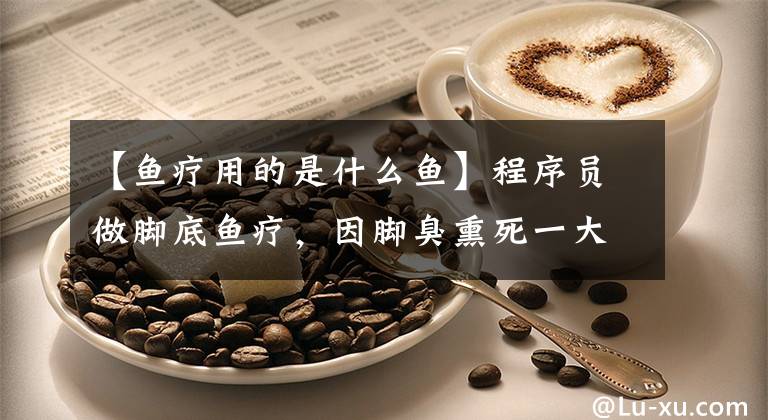 【鱼疗用的是什么鱼】程序员做脚底鱼疗，因脚臭熏死一大批鱼，老板：我信佛，不杀人！