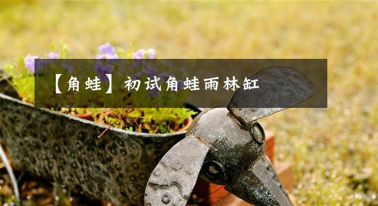 【角蛙】初试角蛙雨林缸