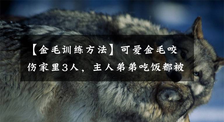 【金毛训练方法】可爱金毛咬伤家里3人，主人弟弟吃饭都被咬，训犬师该如何训练？