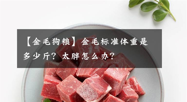 【金毛狗粮】金毛标准体重是多少斤？太胖怎么办？