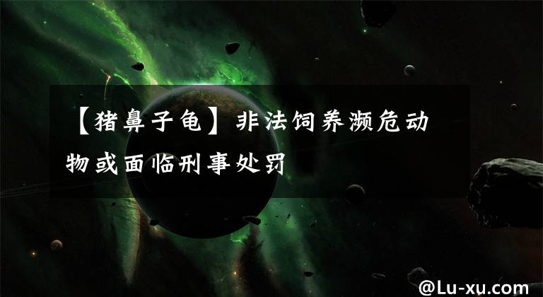 【猪鼻子龟】非法饲养濒危动物或面临刑事处罚