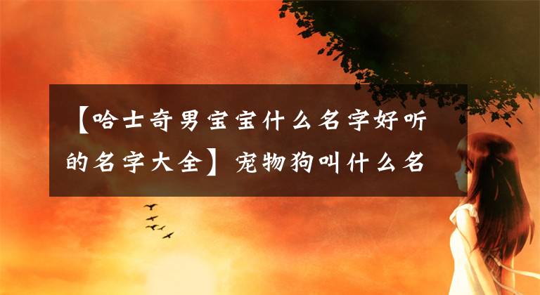 【哈士奇男宝宝什么名字好听的名字大全】宠物狗叫什么名字？好记，温顺-可爱。