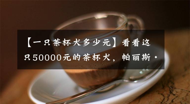 【一只茶杯犬多少元】看看这只50000元的茶杯犬，帕丽斯·希尔顿是有多喜欢