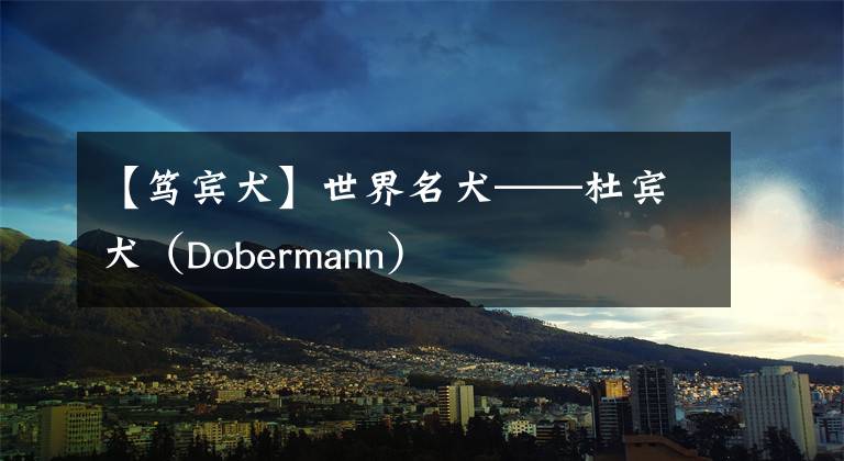 【笃宾犬】世界名犬——杜宾犬（Dobermann）