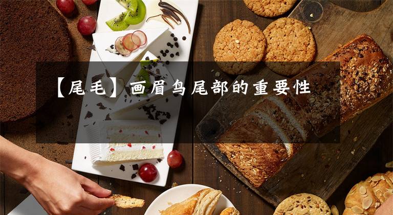 【尾毛】画眉鸟尾部的重要性