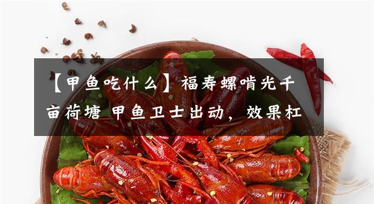 【甲鱼吃什么】福寿螺啃光千亩荷塘 甲鱼卫士出动，效果杠杠的