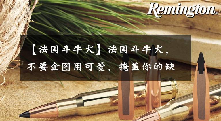 【法国斗牛犬】法国斗牛犬，不要企图用可爱，掩盖你的缺点