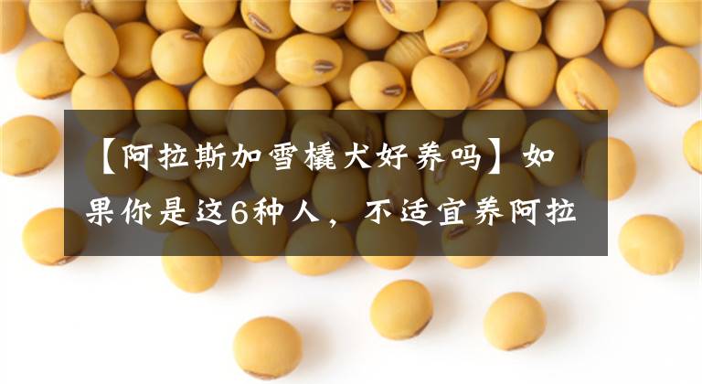 【阿拉斯加雪橇犬好养吗】如果你是这6种人，不适宜养阿拉斯加犬，养它就是在伤害它