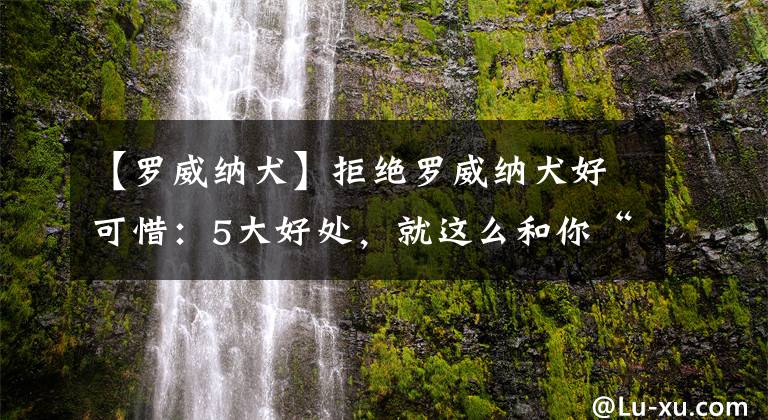 【罗威纳犬】拒绝罗威纳犬好可惜：5大好处，就这么和你“擦肩而过”