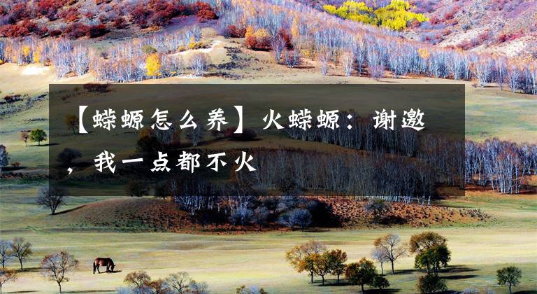 【蝾螈怎么养】火蝾螈：谢邀，我一点都不火