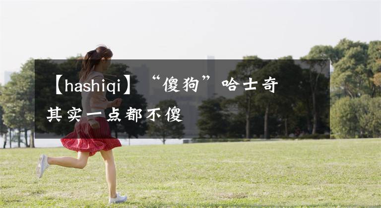 【hashiqi】“傻狗”哈士奇 其实一点都不傻