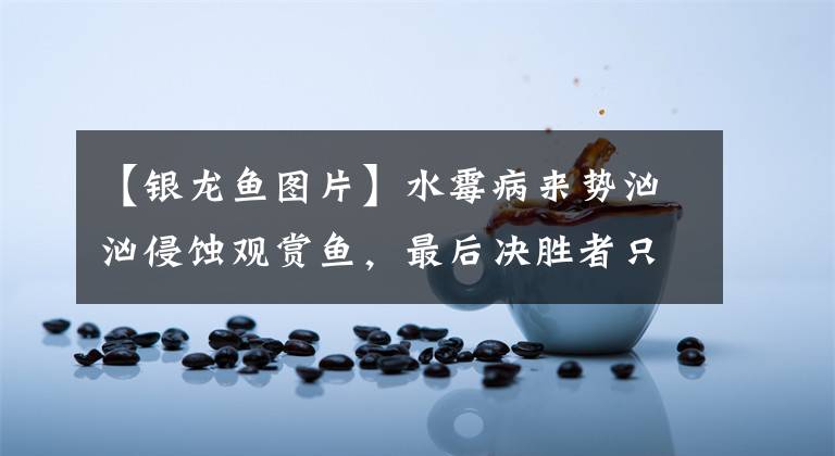 【银龙鱼图片】水霉病来势汹汹侵蚀观赏鱼，最后决胜者只有银龙，原因在哪里？