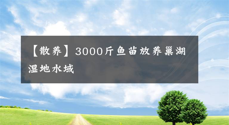 【散养】3000斤鱼苗放养巢湖湿地水域