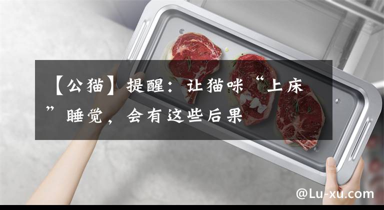 【公猫】提醒：让猫咪“上床”睡觉，会有这些后果