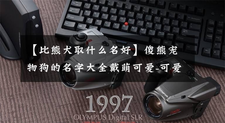 【比熊犬取什么名好】傻熊宠物狗的名字大全戴萌可爱-可爱的一点