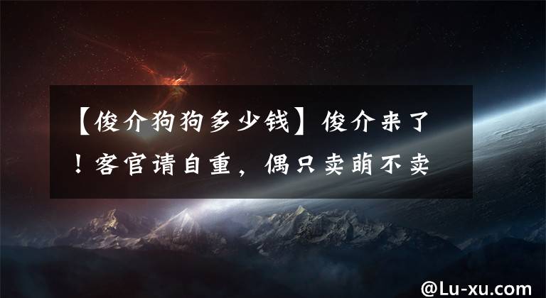 【俊介狗狗多少钱】俊介来了！客官请自重，偶只卖萌不卖身！