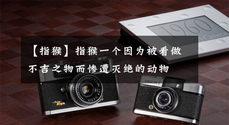 【指猴】指猴一个因为被看做不吉之物而惨遭灭绝的动物