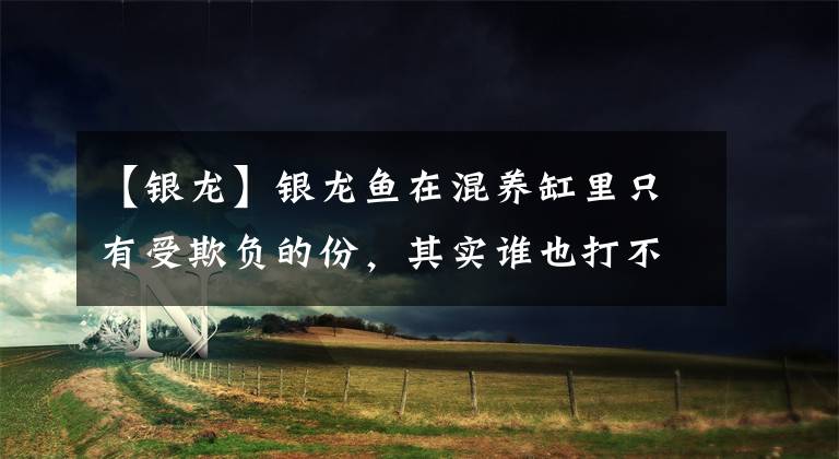 【银龙】银龙鱼在混养缸里只有受欺负的份，其实谁也打不过！