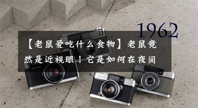 【老鼠爱吃什么食物】老鼠竟然是近视眼！它是如何在夜间视物的？