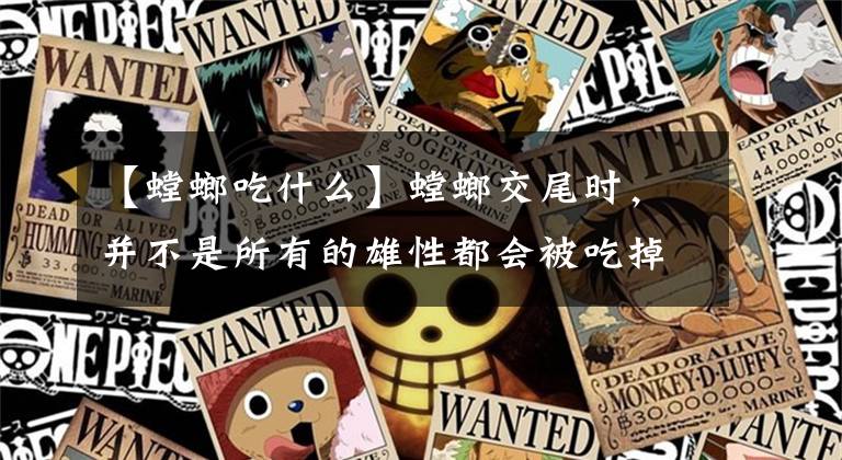 【螳螂吃什么】螳螂交尾时，并不是所有的雄性都会被吃掉，就看它是否聪明很重要