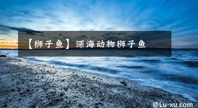 【狮子鱼】深海动物狮子鱼