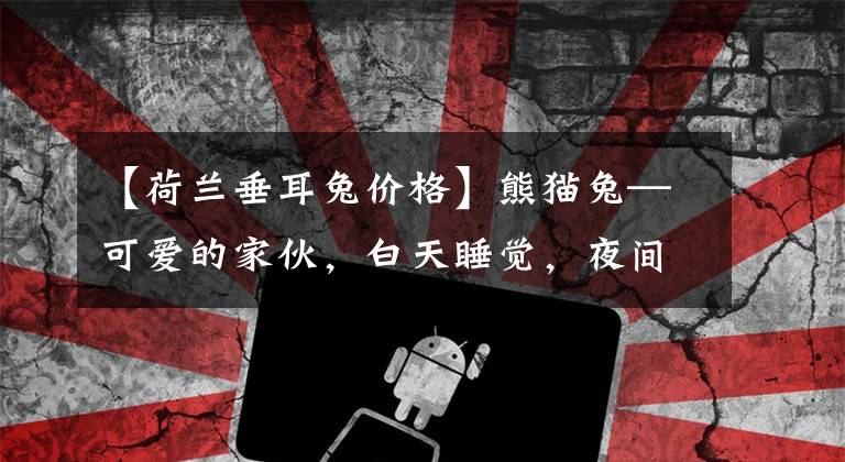 【荷兰垂耳兔价格】熊猫兔—可爱的家伙，白天睡觉，夜间，异常活跃，采食频繁