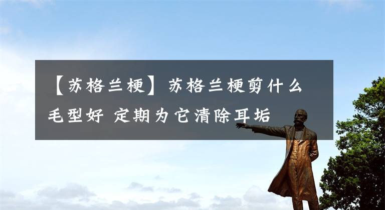 【苏格兰梗】苏格兰梗剪什么毛型好 定期为它清除耳垢