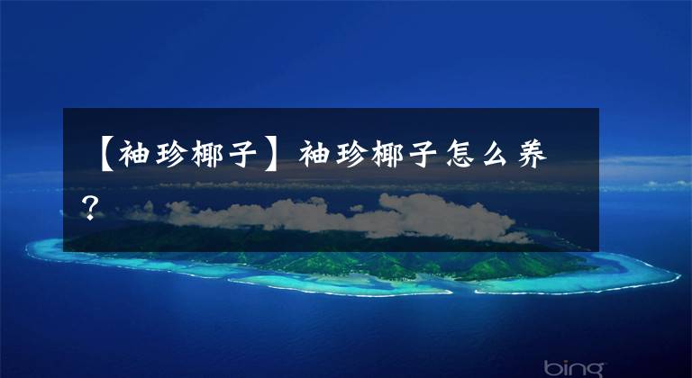 【袖珍椰子】袖珍椰子怎么养？