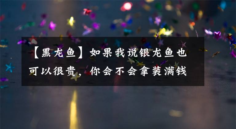 【黑龙鱼】如果我说银龙鱼也可以很贵，你会不会拿装满钱的鱼缸砸我？