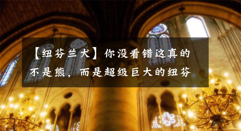 【纽芬兰犬】你没看错这真的不是熊，而是超级巨大的纽芬兰犬