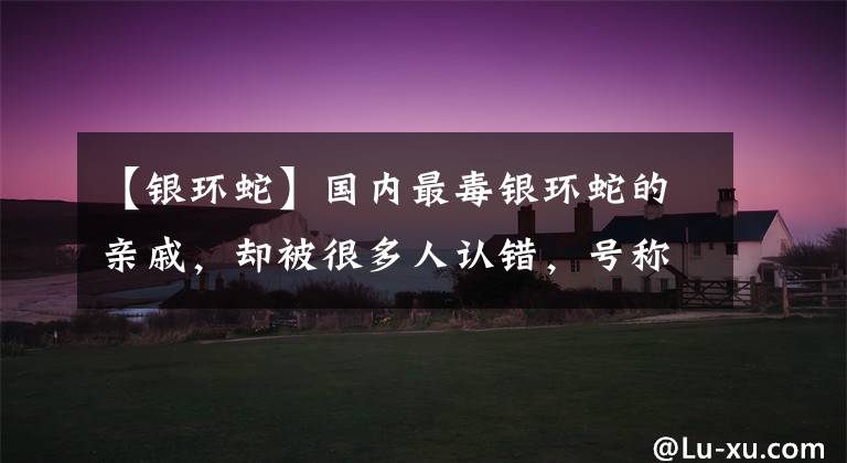 【银环蛇】国内最毒银环蛇的亲戚，却被很多人认错，号称“夜魔”的印度环蛇