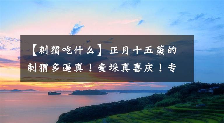【刺猬吃什么】正月十五蒸的刺猬多逼真！麦垛真喜庆！专门为了填仓节当天用