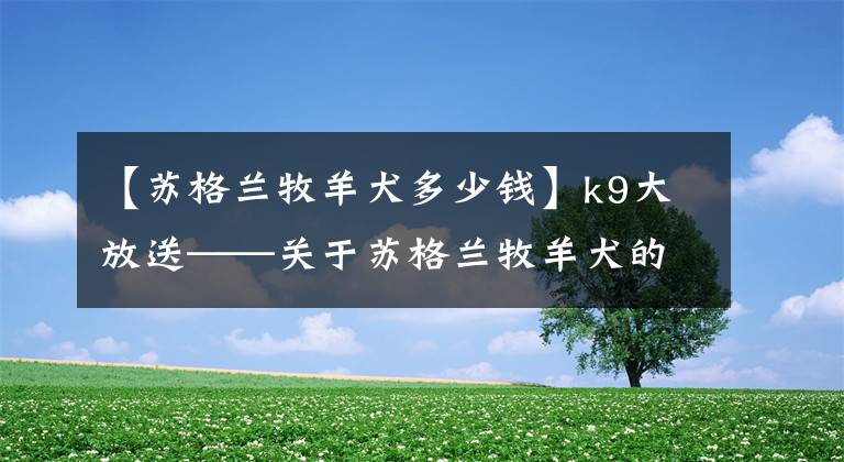 【苏格兰牧羊犬多少钱】k9大放送——关于苏格兰牧羊犬的选购技巧