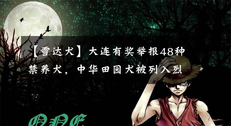 【雪达犬】大连有奖举报48种禁养犬，中华田园犬被列入烈性犬种类