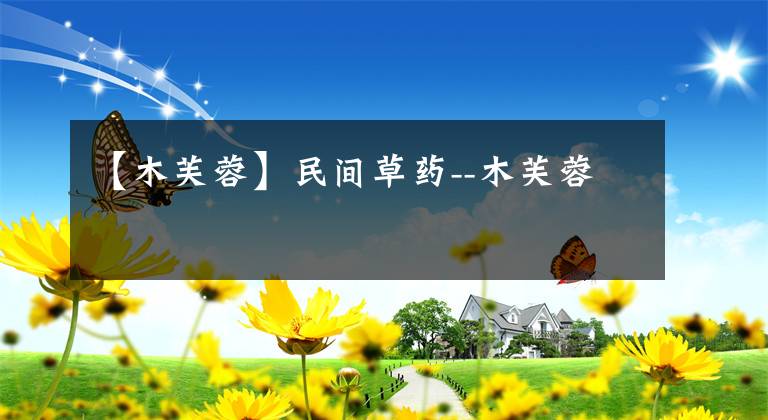 【木芙蓉】民间草药--木芙蓉
