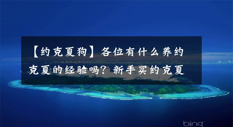 【约克夏狗】各位有什么养约克夏的经验吗？新手买约克夏要注意什么？