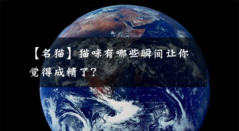 【名猫】猫咪有哪些瞬间让你觉得成精了？