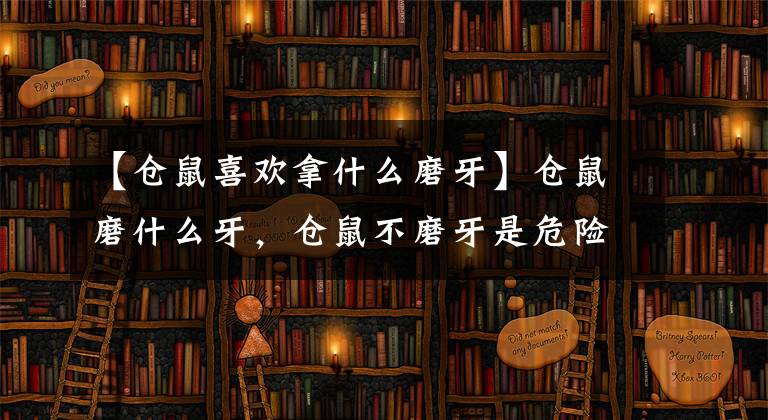 【仓鼠喜欢拿什么磨牙】仓鼠磨什么牙，仓鼠不磨牙是危险的。