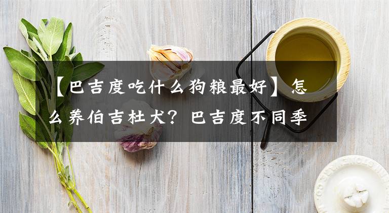【巴吉度吃什么狗粮最好】怎么养伯吉杜犬？巴吉度不同季节的饲养方法及注意事项！