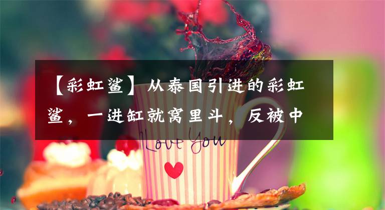 【彩虹鲨】从泰国引进的彩虹鲨，一进缸就窝里斗，反被中型鱼打到残