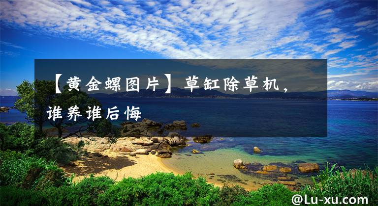 【黄金螺图片】草缸除草机，谁养谁后悔