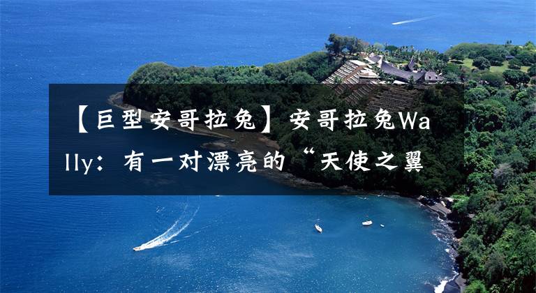 【巨型安哥拉兔】安哥拉兔Wally：有一对漂亮的“天使之翼”