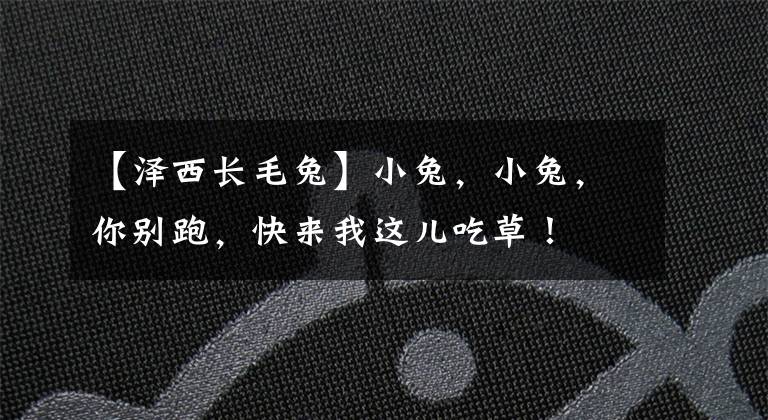 【泽西长毛兔】小兔，小兔，你别跑，快来我这儿吃草！