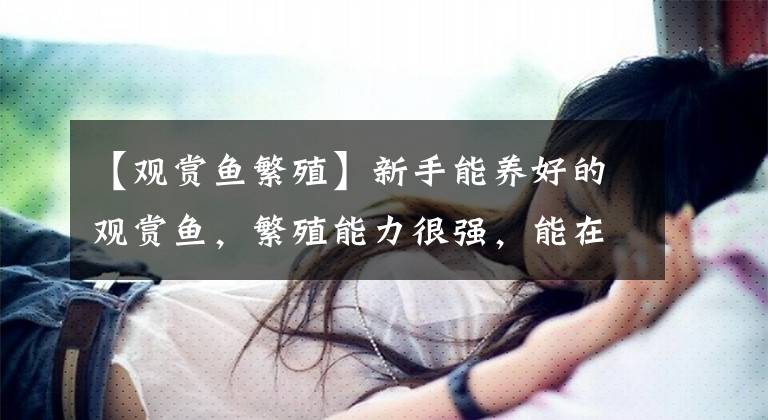 【观赏鱼繁殖】新手能养好的观赏鱼，繁殖能力很强，能在鱼缸产上百鱼卵