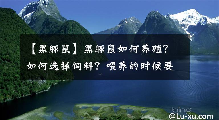 【黑豚鼠】黑豚鼠如何养殖？如何选择饲料？喂养的时候要注意什么？
