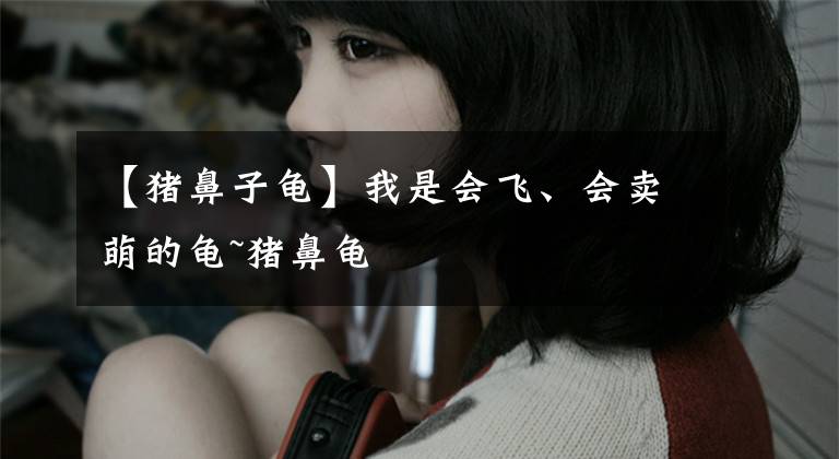 【猪鼻子龟】我是会飞、会卖萌的龟~猪鼻龟