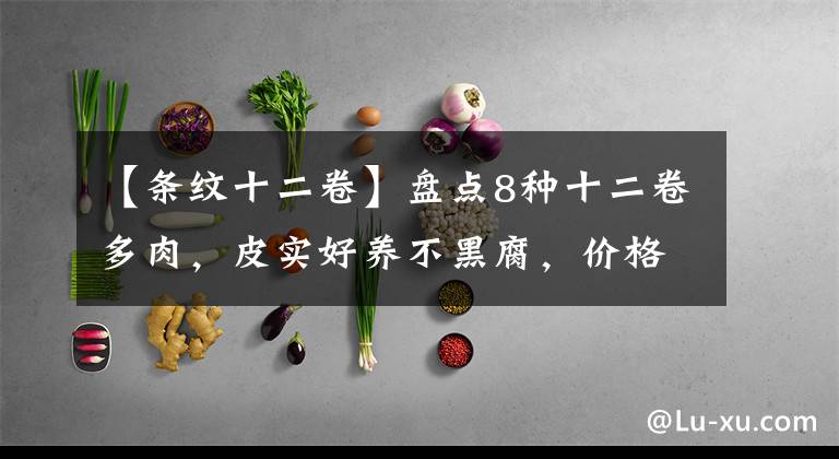 【条纹十二卷】盘点8种十二卷多肉，皮实好养不黑腐，价格便宜颜值高