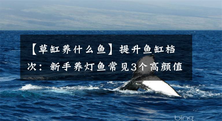 【草缸养什么鱼】提升鱼缸档次：新手养灯鱼常见3个高颜值品种，搭配水草缸更好