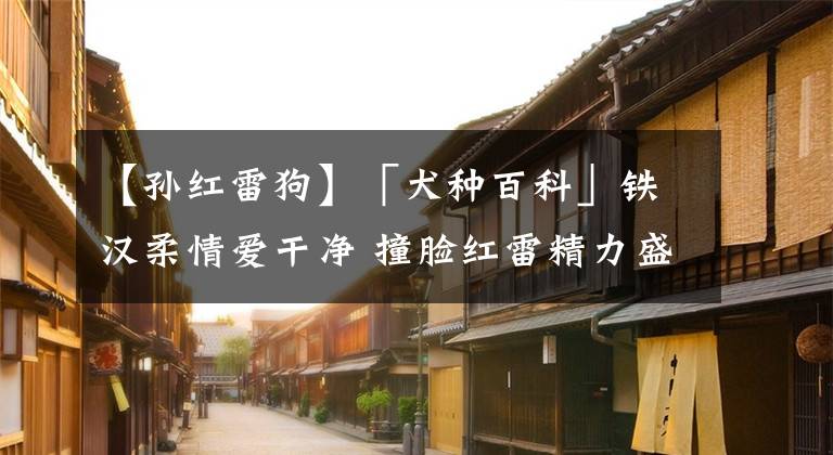 【孙红雷狗】「犬种百科」铁汉柔情爱干净 撞脸红雷精力盛——牛头梗